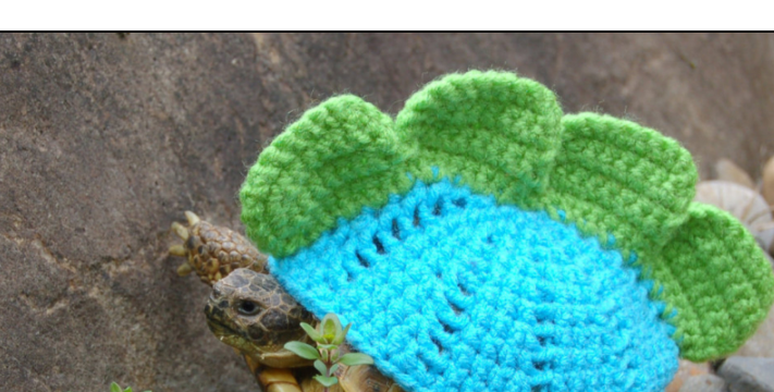 Sweaters for Turtles